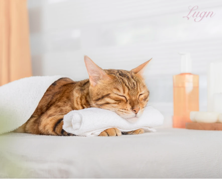 En lugnad katt vilar på en handduk